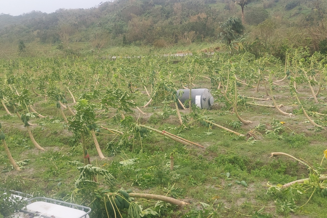 強烈康芮風暴/成功農民求生計